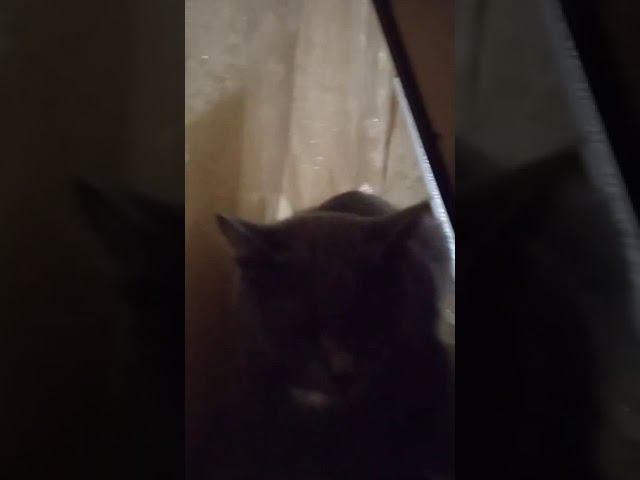 Зайчик посадил Мусю в тюрьму смотреть онлайн