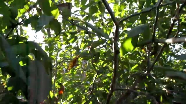 Убираю деревья , собираю орехи , виноград .. смотреть онлайн