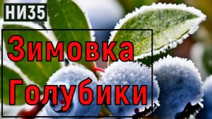 НИ35 Голубика ЗИМОВКА в горшках Подготовка? Подкормка и тд. а так же Брусника и Клюква у Николая