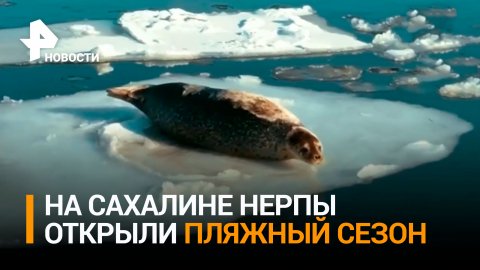 Уникальные кадры с дрона: нерпы открыли пляжный сезон на Сахалине / РЕН Новости
