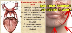 Поражение языкоглоточного нерва ослабляет артерии шеи, ухудшает кровоснабжение мозга. Упражнения