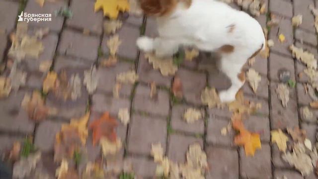 Дай лапу! Выпуск 34