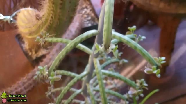 My Kalanchoe tubiflora Mother Of Thousands Succulent Plant in beautiful peach bloom смотреть онлайн