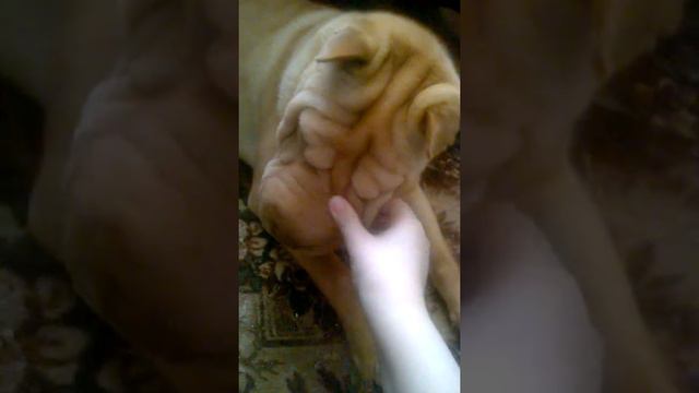 Шарпей зевает смотреть онлайн