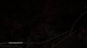 Шакалы рядом с человеком. Шакалиные скалы в Сочи. Jackal rocks in Sochi