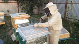Пчёлы не запечатывают мёд!!! Что делать?