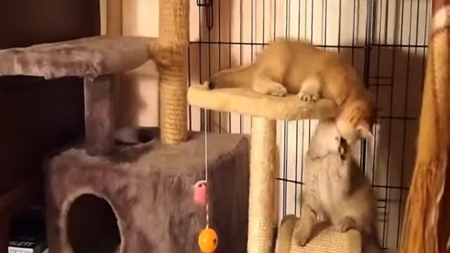 Золотые британские котята