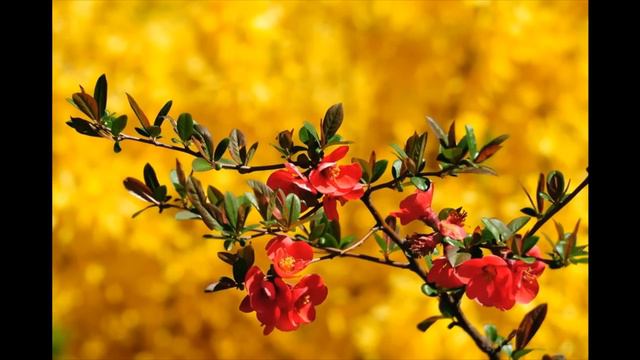 Поздравление с днём 8 Марта смотреть онлайн