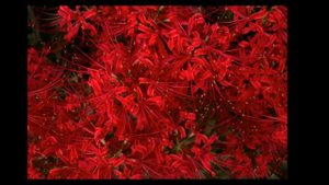 Ликорис/ Прирада