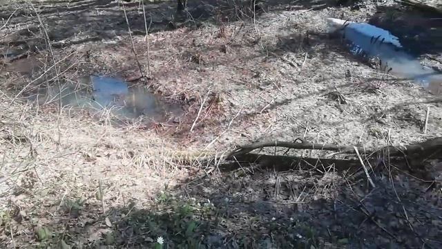 Сибирь Черемша - Колба набрали на салат едем из Кемерово смотреть онлайн