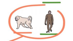 Появление прямохождения у человека