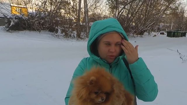 Шпицу Оливии удалили зуб. Если у собаки заложен нос. Шпицы проголодались