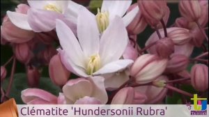 Clematis armandii 'Hundersonii Rubra' - Pépinières TRAVERS - Spécialiste des plantes grimpantes