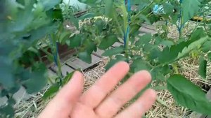 Смешанные посадки, огород, бассейн.