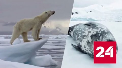 У животных и птиц есть секреты выживания в Арктике - Россия 24 