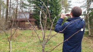 Создаем большое дерево-сад луизиании (сакуры)