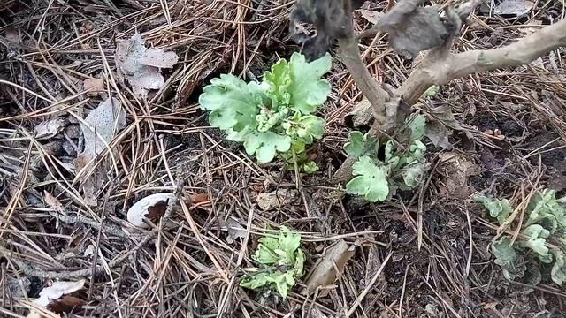 Маточники хризантем после зимы. смотреть онлайн