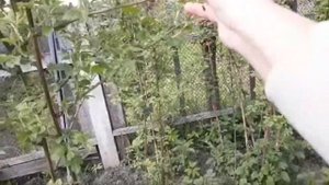 Как и чем подкормить  ежевику и малину  для хорошего урожая