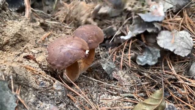 НАШЕСТВИЕ МИЛАШЕК! МОРЕ БЕЛЫХ ГРИБОВ. 2020 ГОД УДИВИЛ НАС . Желаю всем такой охоты. Дубовый гай. смотреть онлайн