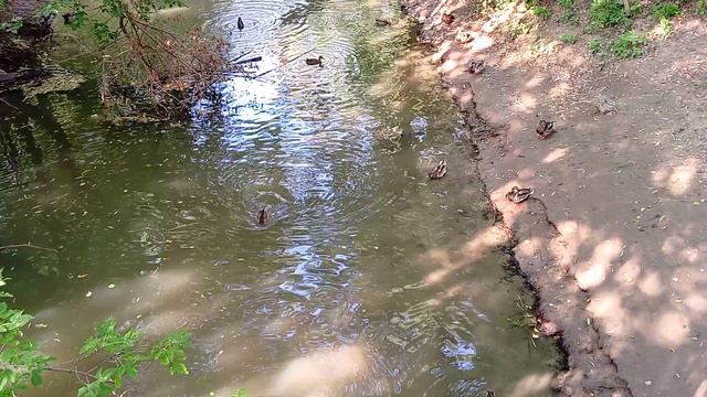Уточки в сентябре смотреть онлайн