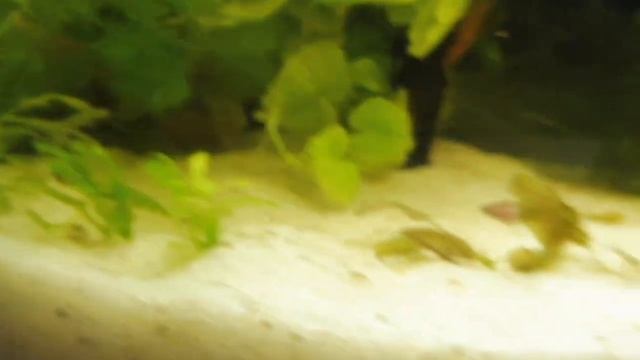 МАЛЬКИ РЫБКИ ПЕТУШКА - ХАЛФМУН - 2,5 МЕС#ПЕТУШОКХАЛФМУНРЫБКА( ПИТОМНИК "МАРИ МИСТИК" ) смотреть онлайн