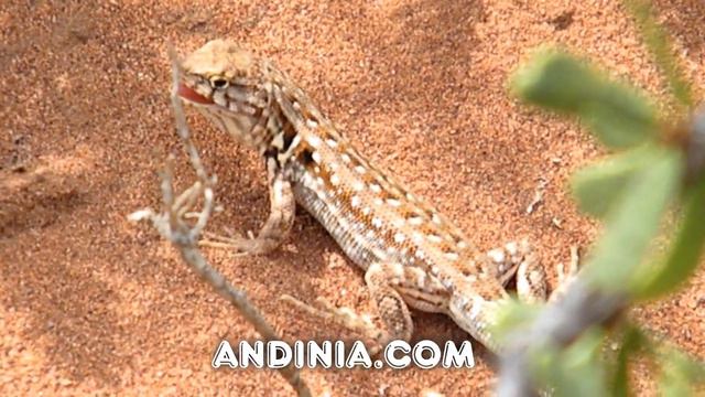Lagartija lemniscata (Liolaemus lemniscatus) - Wreath Tree Iguana - Elegant Tree Iguana смотреть онлайн