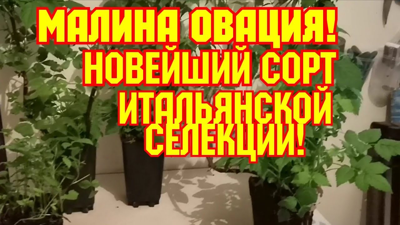Новейший сорт, ремонтантная малина Итальянской селекции -ОВАЦИИ! смотреть онлайн
