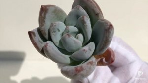 Echeveria Ivory (B)