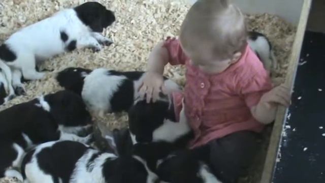 French spaniel puppy my 2009 Deux Rives kennel смотреть онлайн