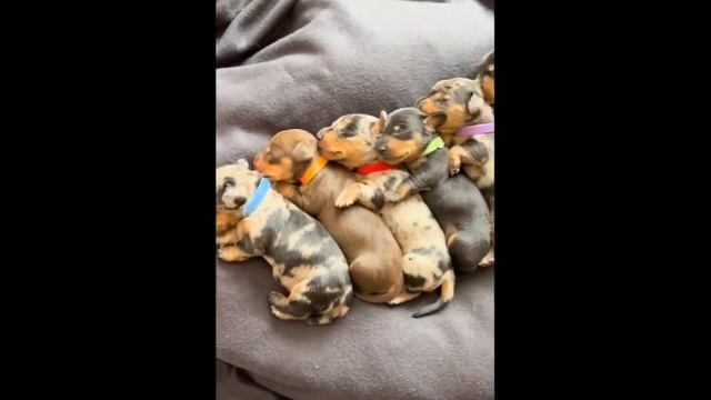 Смешные животные - Смешные кошки/собаки/птицы - Смешные видео с животными 41