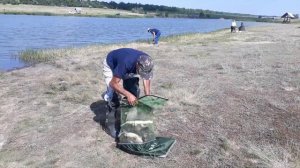 пруд Черноморец  19.06.19г. Улов рыбака