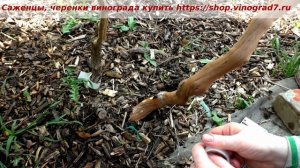 Прививка винограда, окулировка черным в черное Как выглядит некроз после весенних заморозков Пузенко