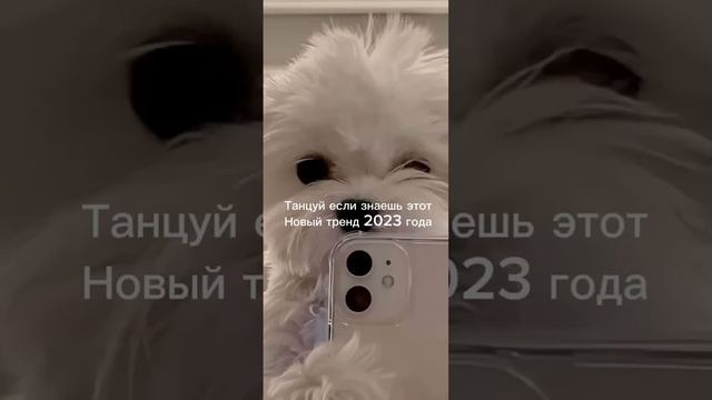 ?✨?Танцуй если знаешь этот тренд??✨ Лучшие Тренды Тиктока 2023 ??Тренды Тиктока смотреть онлайн