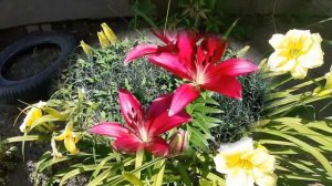 Цветы моего сада. Лилии и лилейники