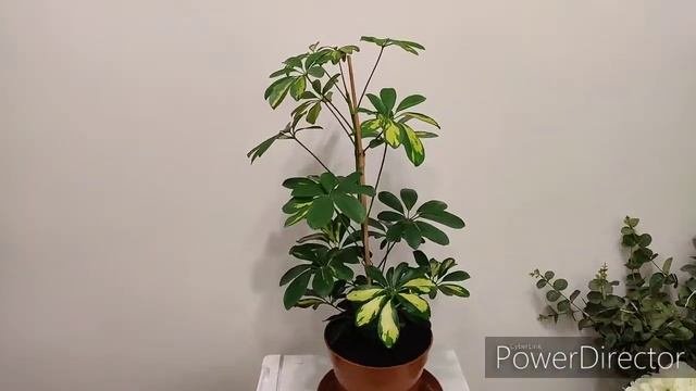 Schefflera Arboricola. Cultivar: 