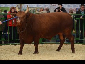 Бык Калмыцкой породы. Показ мясного КРС. Выставка Золотая Осень-2015