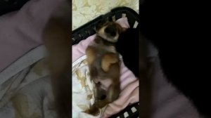 Метис той терьера и чихуахуа