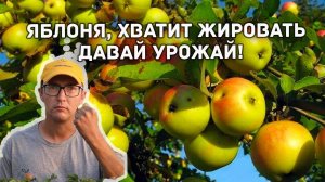 Как ограничить рост яблони, груши, вишни, сливы? Методы снижения роста плодовых