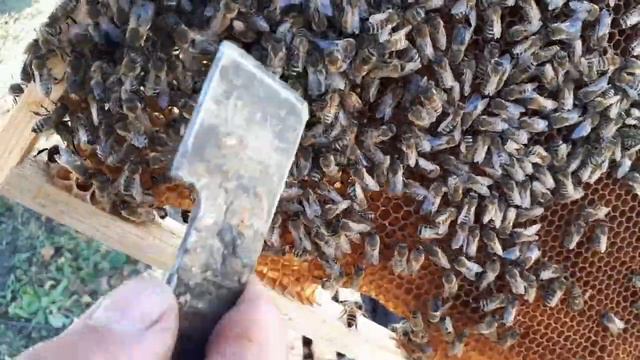 26 октября.Вот это сюрприз!!!Много трутня и неплодная матка!!! смотреть онлайн