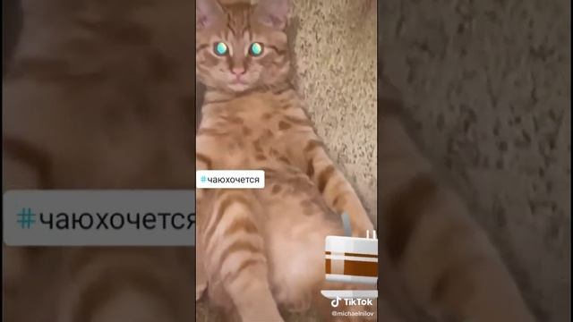 CAT, GO TO EATING AND DRINKING TEA.mp4