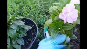 ЯПОНСКОЕ УДОБРЕНИЕ, ОШЕЛОМИТЕЛЬНЫЙ РЕЗУЛЬТАТ! ОСМОКОТ  ФЕРТИКА  Как определиться с выбором