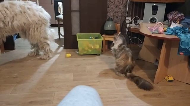 Послушные собаки Комондор. Как это возможно смотреть онлайн