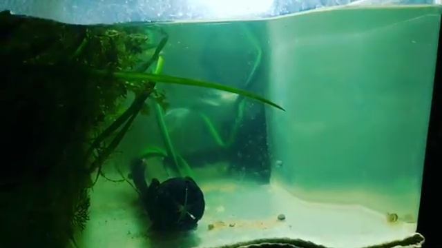 Отсадил гурами на нерест смотреть онлайн