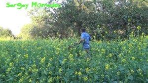 ➤СИДЕРАТЫ. ПОЛИВ И ЗАДЕЛКА В ПОЧВУ БЕЛОЙ ГОРЧИЦЫ.