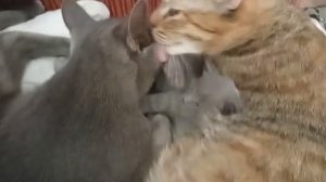 Мама, папа, я-дружная семья!