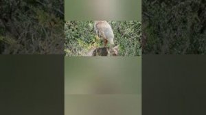 манок на кеклика #Голос Куропатка для охота