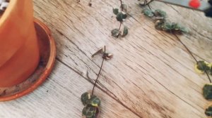 укоренение циропегии вуди вариегатной и сильвер глори