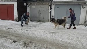 Кавказская овчарка Тверская Жемчужина Еныш Шохрат, 7 лет, работа по защите