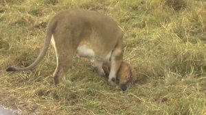 Раненая Львица вместе с львятами