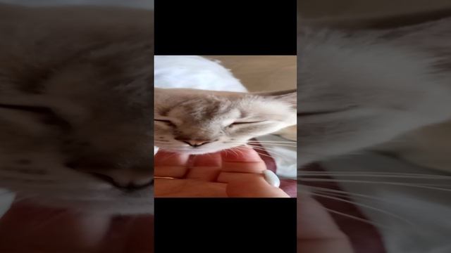 утипути❤️